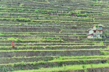   coultivation pirinç Teras alanı   