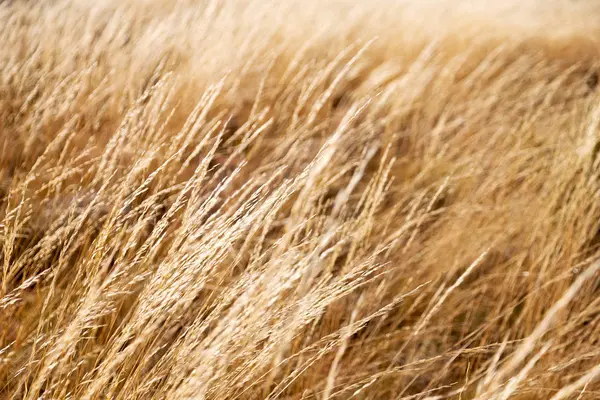 Streszczenie tekstura trawy żółty — Zdjęcie stockowe
