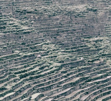 Banaue Unesco sitesinden pirinç elde etmek için Filipinler teras sahasında bulanıklık