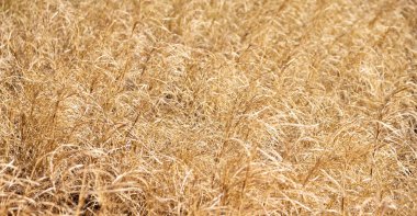 Sonbahar konsepti gibi sarı bir çimenin soyut dokusu