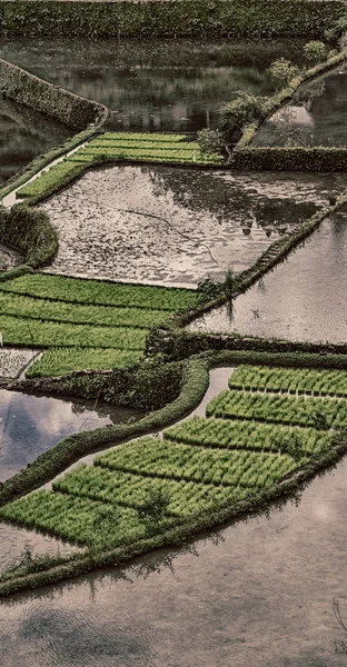 Desenfoque Filipinas Terraza Campo Para Coultivation Arroz Banaue Unesco Sitio — Foto de Stock