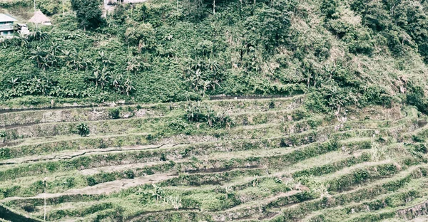 Flou Dans Champ Terrasse Philippines Pour Coultivation Riz Site Unesco — Photo