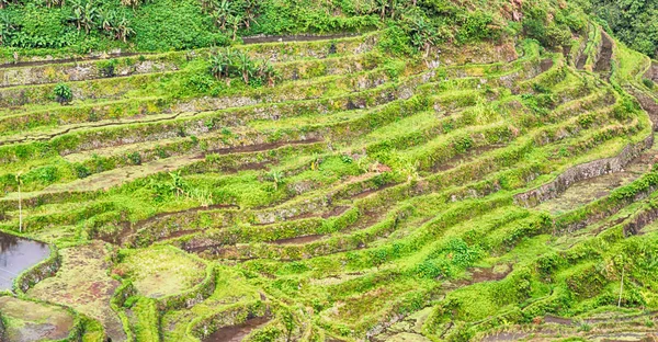 Flou Dans Champ Terrasse Philippines Pour Coultivation Riz Site Unesco — Photo