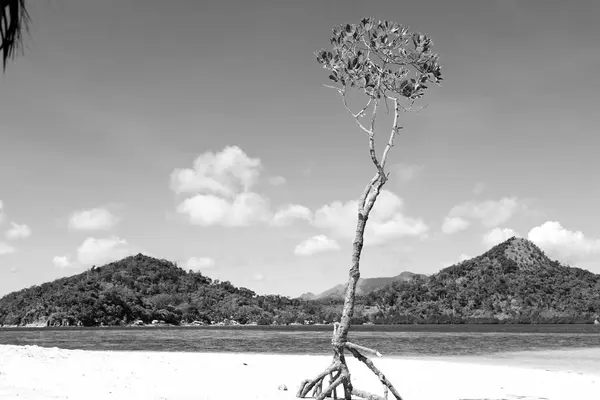 In der schönen Insel cosatline und Baum — Stockfoto