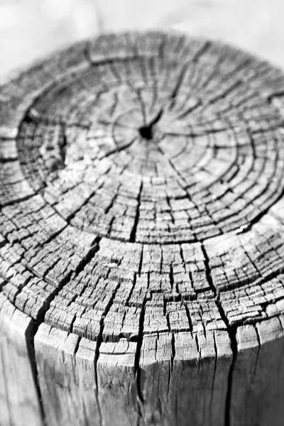 Texture abstraite d'un arbre de surface comme fond — Photo