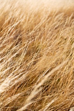 sarı bir ot Soyut doku 