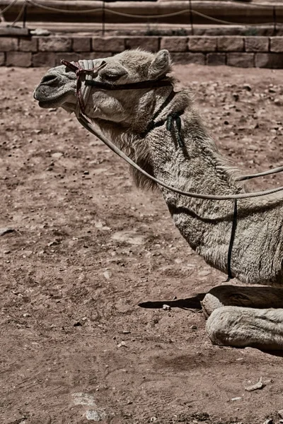 In jordan the head of a camel — Stock Photo, Image
