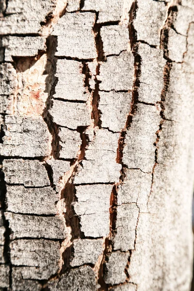 Αφηρημένη υφή επιφάνειας δέντρου σαν φόντο — Φωτογραφία Αρχείου