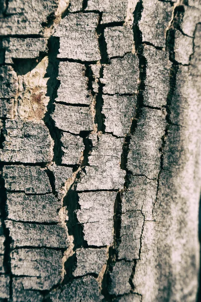 Αφηρημένη υφή επιφάνειας δέντρου σαν φόντο — Φωτογραφία Αρχείου