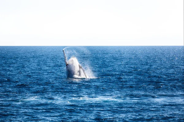 Austrália Uma Baleia Livre Oceano Como Conceito Liberdade — Fotografia de Stock