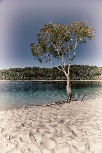 Στην Αυστραλία Λίμνη Mckenzie Τουρισμού Δέντρο Και Χαλαρώσετε Στον Παράδεισο — Φωτογραφία Αρχείου