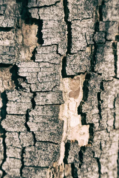 Textura Abstrata Uma Árvore Superfície Como Grão Fundo — Fotografia de Stock