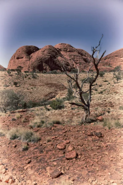 Australia Canyon Dell Entroterra Albero Vicino Alla Montagna Nella Natura — Foto Stock