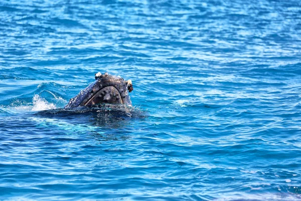 Austrálii Zdarma Velryba Oceánu Jako Koncept Svobody — Stock fotografie