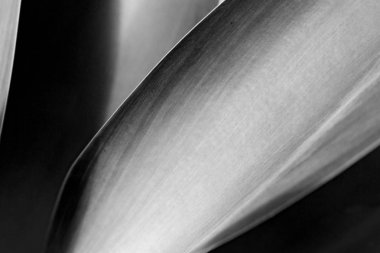 doku ve arka plan gibi bir yaprağın yakın çekim