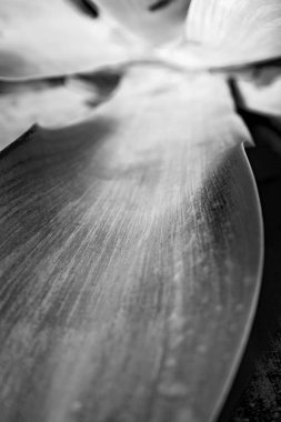 doku ve arka plan gibi bir yaprağın yakın çekim