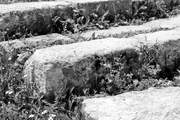 Umm Quais Jordanië Antieke Verlaten Stairwais Met Bloem Gras — Stockfoto