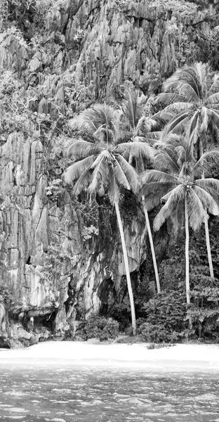 Bir Tekne Palm Cliff Beach Görünümünden Filipinler Pasifik Okyanusu Kayadan — Stok fotoğraf