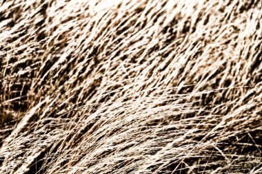 sarı bir ot Soyut doku 