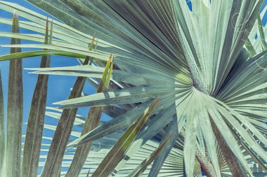 açık gökyüzü hurma dalı 