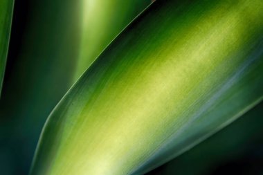 doku ve yaprak gibi soyut bir yakın çekim  