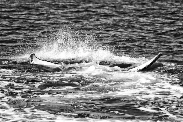 Australia Una Ballena Libre Océano Como Concepto Libertad — Foto de Stock