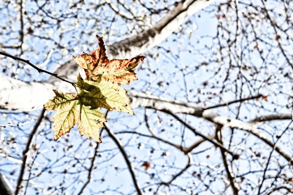 Een Park Zoals Bladeren Van Herfst Natuur Concept Achtergrond — Stockfoto