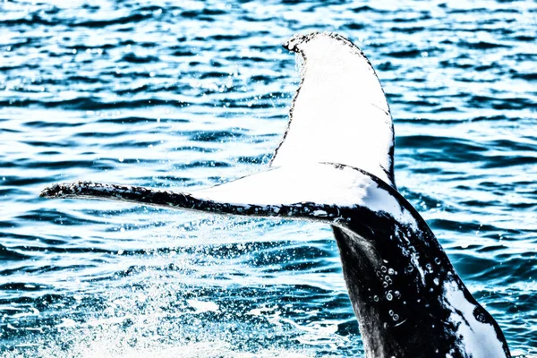 В Австралії безкоштовно кита в океані — стокове фото