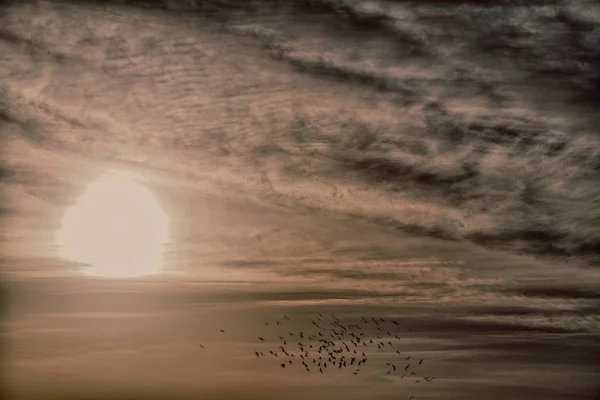 In de heldere hemel in de buurt van de zonsondergang zwerm vogels — Stockfoto