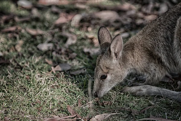 Parque natural cerca del canguro cerca de arbusto —  Fotos de Stock