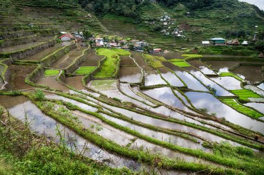 Banaue Unesco sitesinden pirinç elde etmek için Filipinler teras sahasında bulanıklık