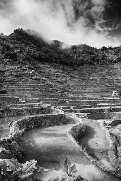 Borrão Campo Terraço Filipinas Para Coultivation Arroz Site Unesco Banaue — Fotografia de Stock