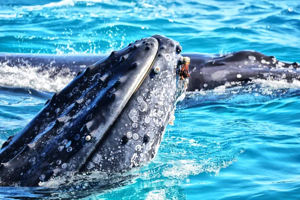 Austrália Uma Baleia Livre Oceano Como Conceito Liberdade — Fotografia de Stock