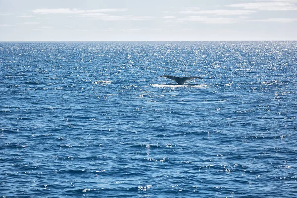 Australia Una Ballena Libre Océano Como Concepto Libertad — Foto de Stock