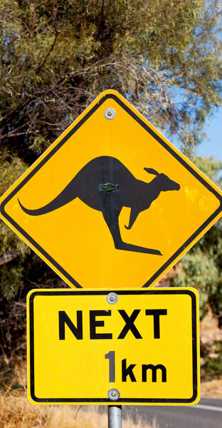 in australia  the sign for wild kangaroo  likee  concept of safety