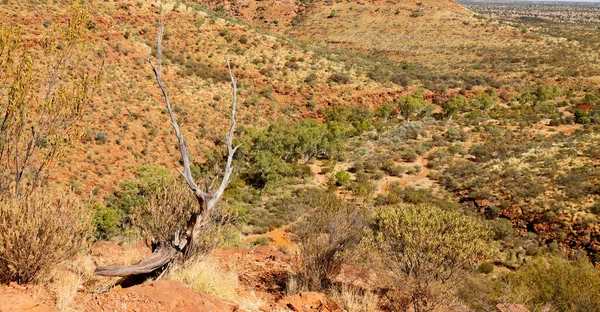 Australien Kings Canyon Nature Wild Und Outback — Stockfoto