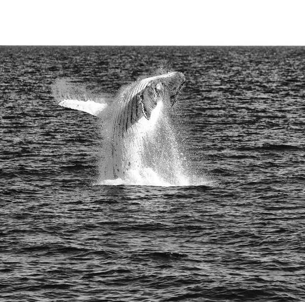 Στην Αυστραλία Μια Δωρεάν Φάλαινα Στον Ωκεανό Όπως Έννοια Της — Φωτογραφία Αρχείου