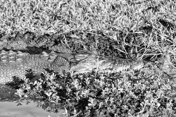 Pada Buaya Reptil Australia Kolam Sungai Dan Cahaya — Stok Foto