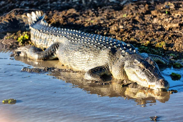 Австралии Рептилий Крокодил Пруду Реки Свет — стоковое фото