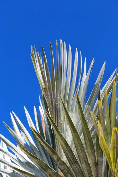 オーストラリア晴天空におけるヤシの枝で — ストック写真