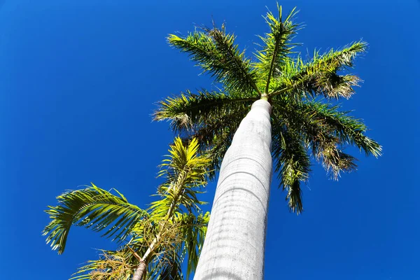 Austrália Ramo Palma Céu Claro — Fotografia de Stock