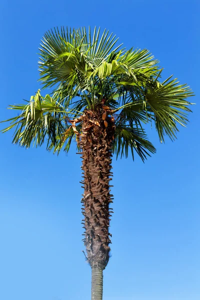 Australië Tak Van Palm Heldere Hemel — Stockfoto