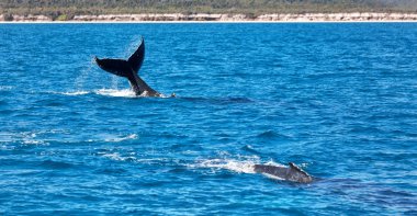 Avustralya'da okyanusta ücretsiz bir balina gibi özgürlük kavramı 