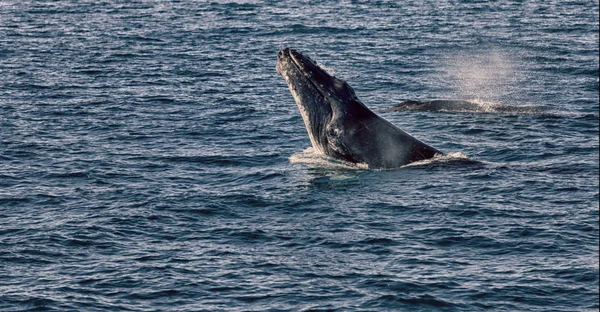 Austrália Uma Baleia Livre Oceano Como Conceito Liberdade — Fotografia de Stock