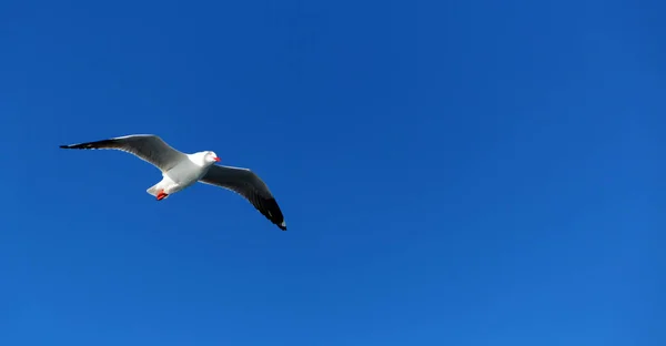 Australië Een Vliegende Witte Gratis Zeemeeuw Heldere Hemel — Stockfoto