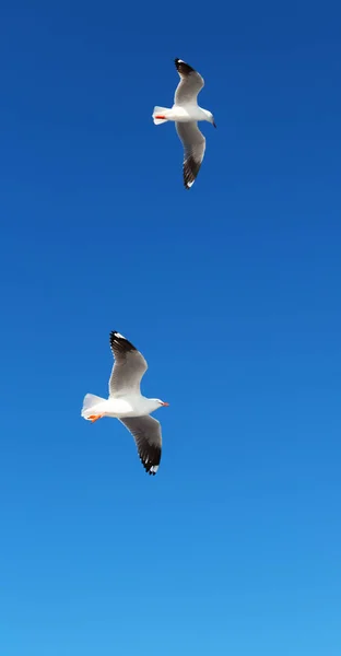 Austrália Uma Gaivota Branca Livre Voando Céu Claro — Fotografia de Stock