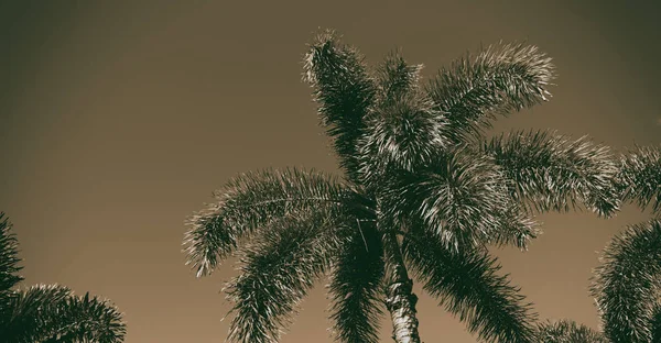 Australii Oddziale Palm Bezchmurne Niebo — Zdjęcie stockowe