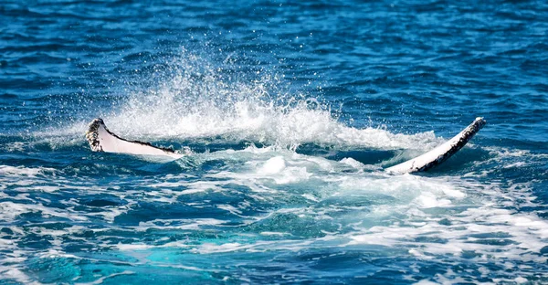 Austrálii Zdarma Velryba Oceánu Jako Koncept Svobody — Stock fotografie