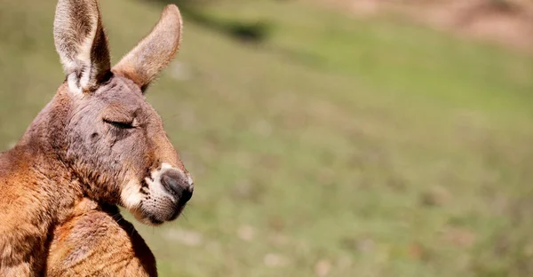 Australischen Naturpark Nahaufnahme Des Kängurus Buschnähe — Stockfoto