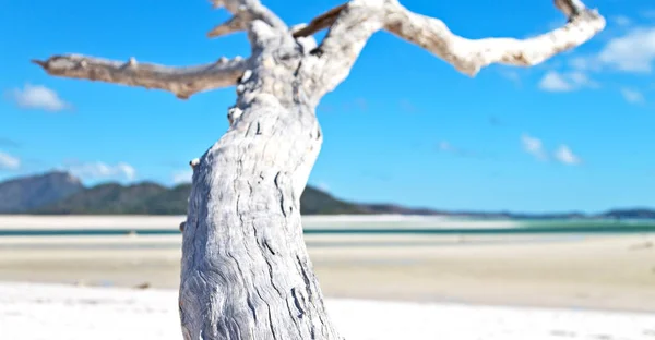 Australië Whitsunday Eiland Boom Het Strand Baai Van Paradise — Stockfoto